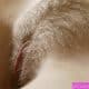 Sexy mature show the top of her pussy hair